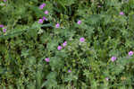 Dovefoot geranium